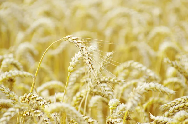 Campo de trigo dorado — Foto de Stock