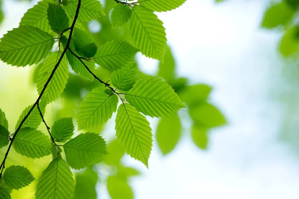 Sfondo verde naturale — Foto Stock