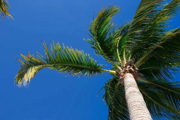 Palm tree on the sky — Stock Photo, Image