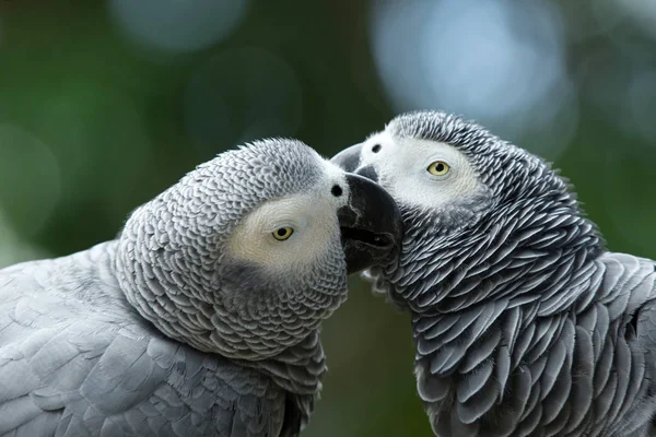 Zwei Papageienvögel — Stockfoto