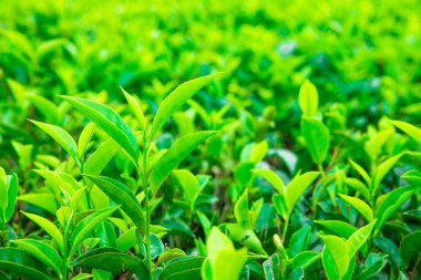 Çay plantasyon. Doğa arka plan