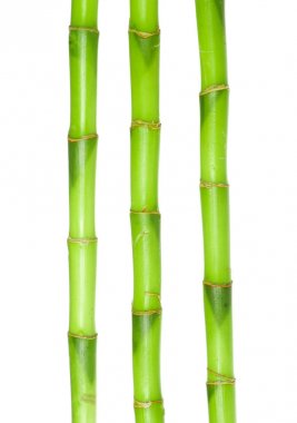 Yeşil Bambu izole 
