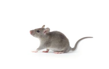 cute gray rat  clipart