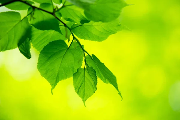 Hojas verdes fondo —  Fotos de Stock