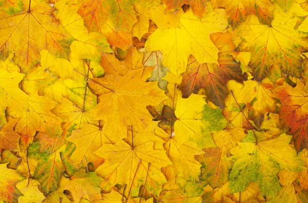 Hojas naranjas otoño — Foto de Stock