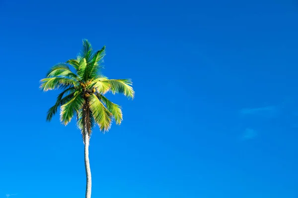 Пальма против голубого неба — стоковое фото