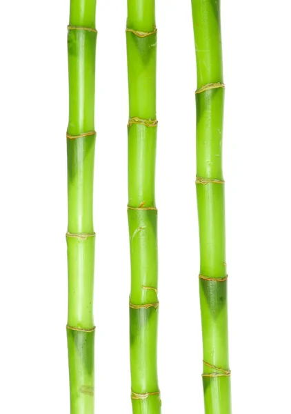 Zelené bambusové izolované — Stock fotografie
