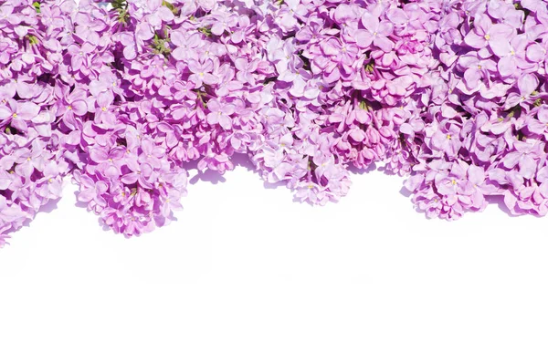 Close up of lilac flowers — Stock Photo, Image