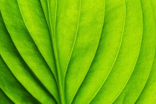 Struktur av ett grönt blad — Stockfoto