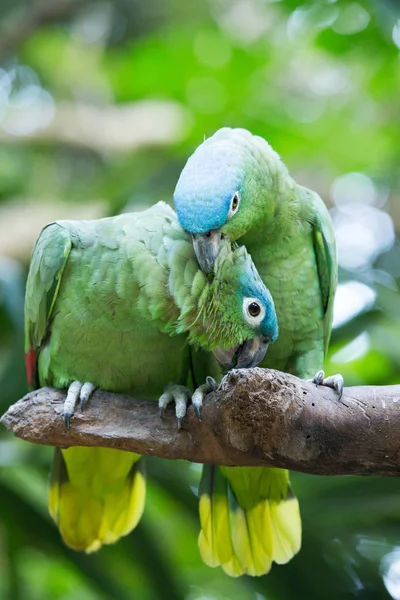 Two parrot birds — Stock Photo, Image