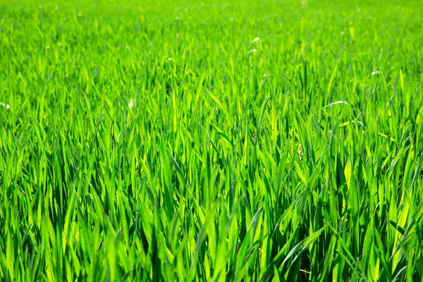 Textur des grünen Grases — Stockfoto