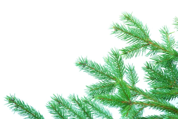 Fir tree branches Stock Photo