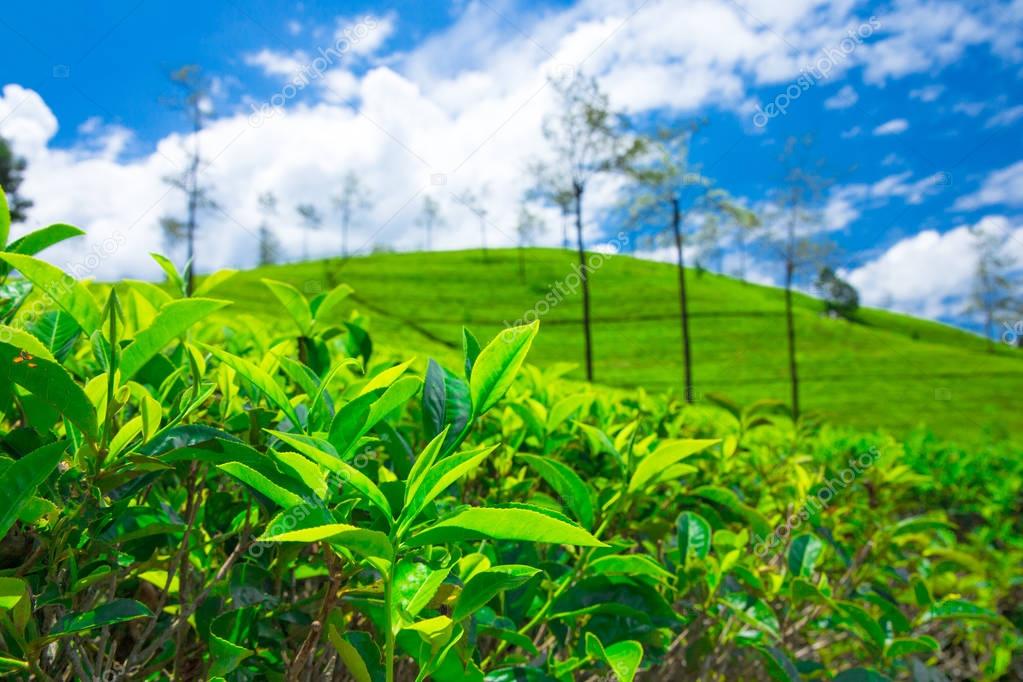 Tea plantation. Nature background