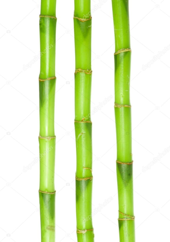green bamboo isolated 
