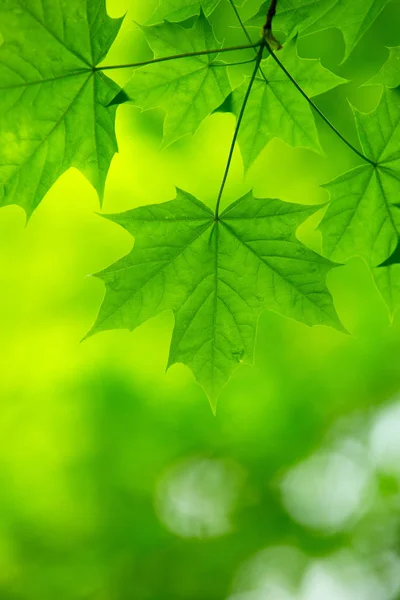 Green maple leaves — Stock Photo, Image