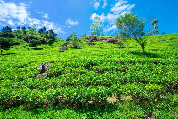 Groene thee plantage — Stockfoto