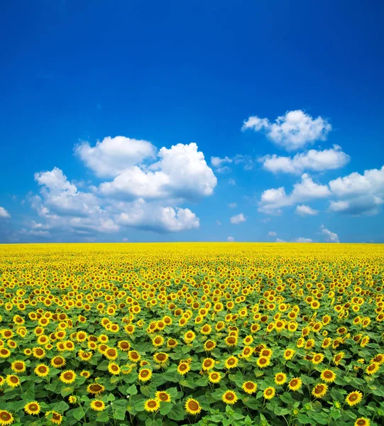 Girasoli al campo estivo — Foto Stock