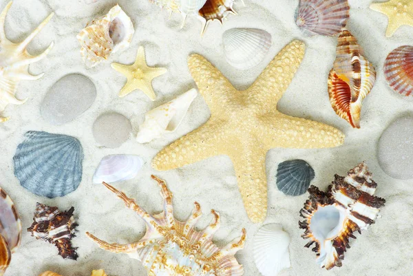 Морские звезды и раковины на пляже — стоковое фото