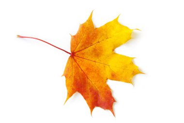 Sonbahar akçaağaç yaprağı