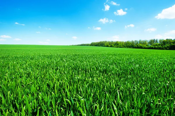 Gröna gräset på fältet — Stockfoto