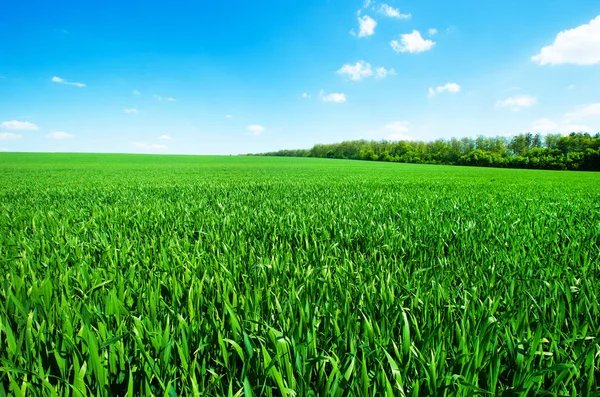 Erba verde al campo — Foto Stock