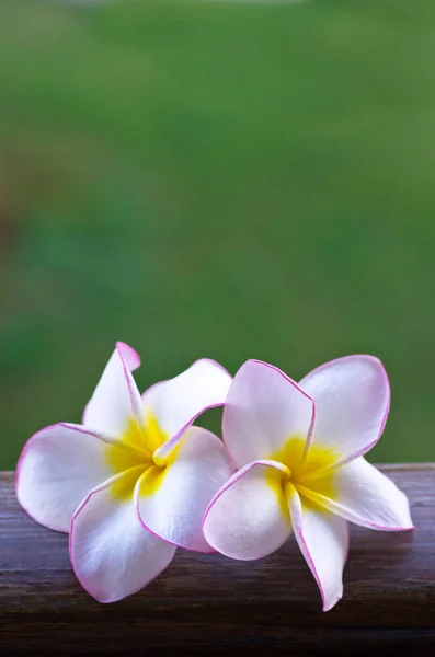 Rosa Frangipani-Blüten — Stockfoto