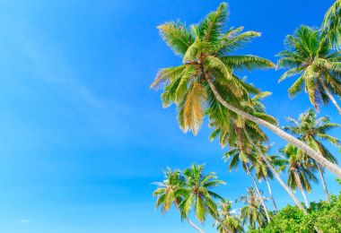 Palm tree on the sky clipart