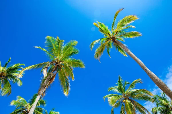 Palmbomen in de blauwe zonnige hemel — Stockfoto