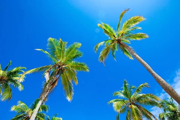 Palm trees in the blue sunny sky — Stock Photo, Image