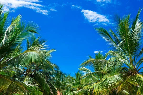 Palmeras contra el cielo azul — Foto de Stock