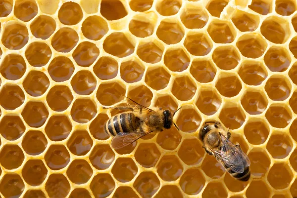 Μελισσών εργασίας στο honeycells — Φωτογραφία Αρχείου