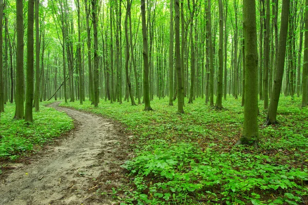 Gyönyörű zöld erdő — Stock Fotó