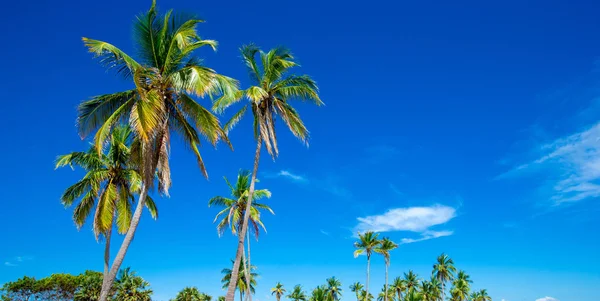 Palmbomen in de blauwe zonnige hemel — Stockfoto
