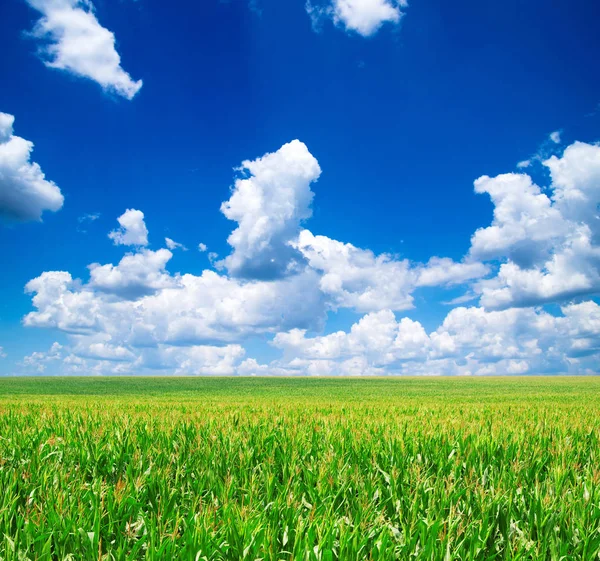 Campo verde y cielo azul — Foto de Stock