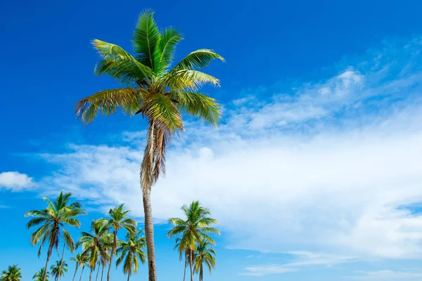 Palmeras en el cielo azul soleado — Foto de Stock