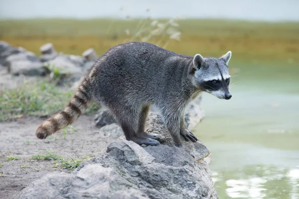 Rakun oturma ve dikkatle bakarak