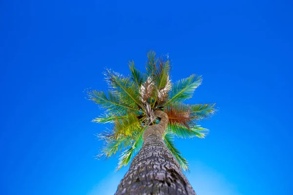 Mavi güneşli gökyüzünde palmiye ağaçları — Stok fotoğraf