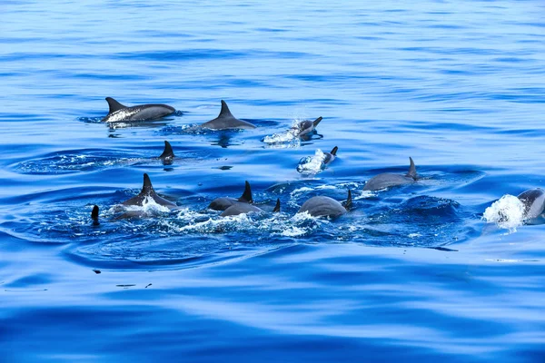 Happy delfíny ve vodě — Stock fotografie