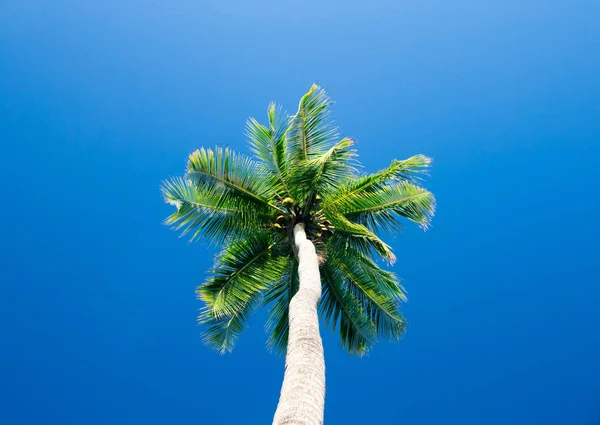 Palmeras en el cielo azul soleado — Foto de Stock