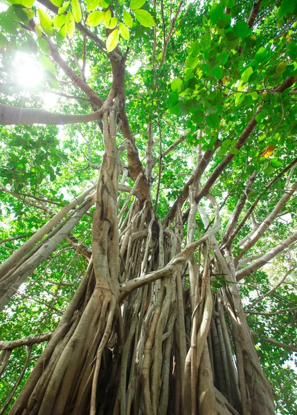 Yeşil ağaç dalları ile — Stok fotoğraf