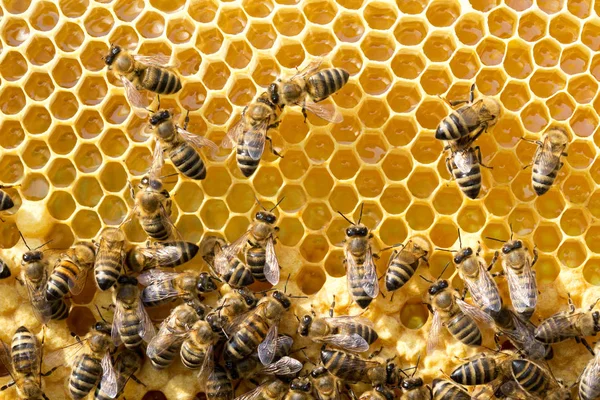 Закрыть обзор работающим пчелам — стоковое фото