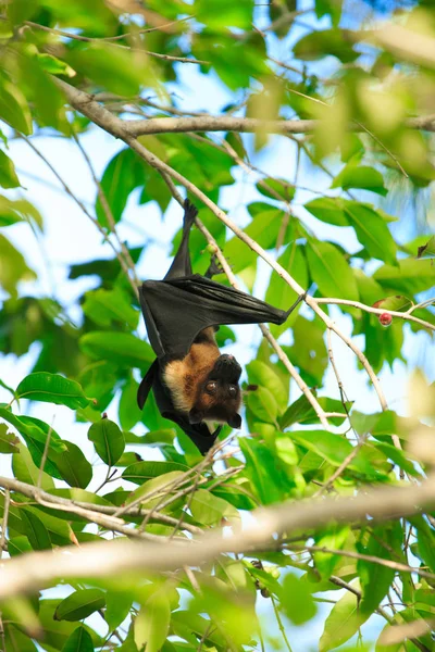 Murciélago colgando de una rama de árbol —  Fotos de Stock