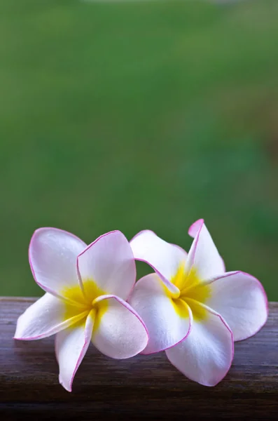Rosa frangipani blommor — Stockfoto