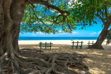  plaj ve tropikal deniz