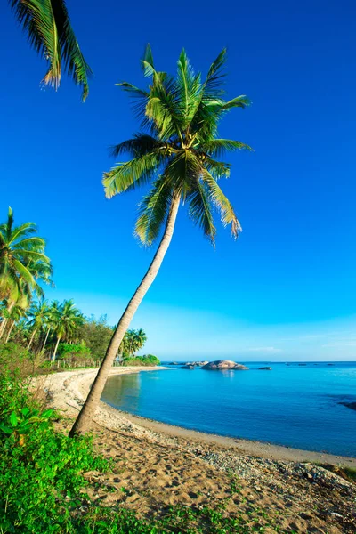 Тропический пляж в пальмах — стоковое фото