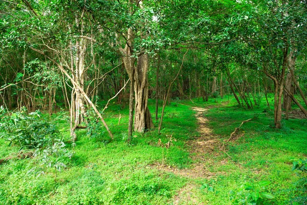 Camino en bosque oscuro —  Fotos de Stock