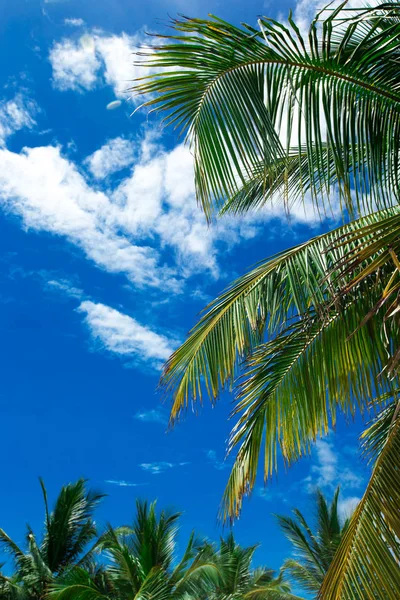 Palmbomen op de achtergrond — Stockfoto