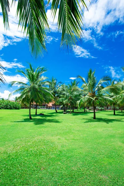 Palmbomen op de achtergrond — Stockfoto