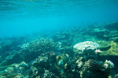 Sualtı Dünya Peyzaj