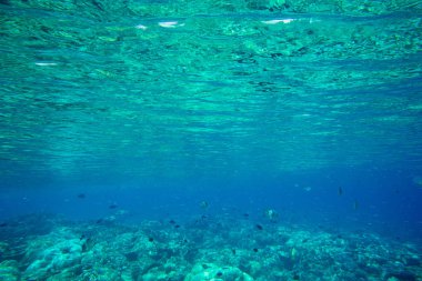 Sualtı Dünya Peyzaj